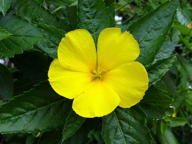 guarana plant