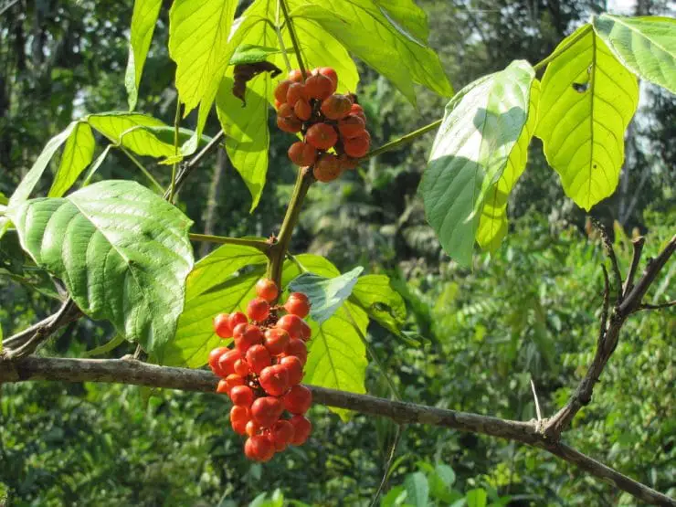 guarana plant